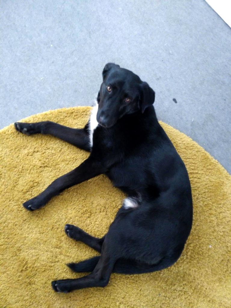 Lázaro, el primer perro de Espacio Arroelo, tumbado en la alfombra amarilla del coworking