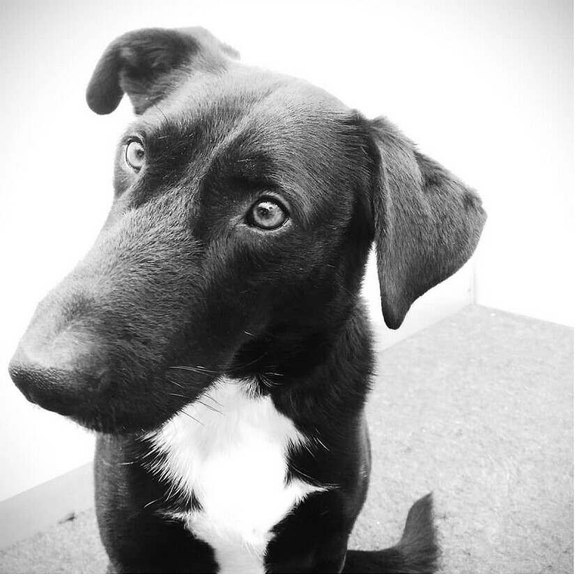 Retrato en blanco y negro de Lázaro, el primer perro de Espacio Arroelo