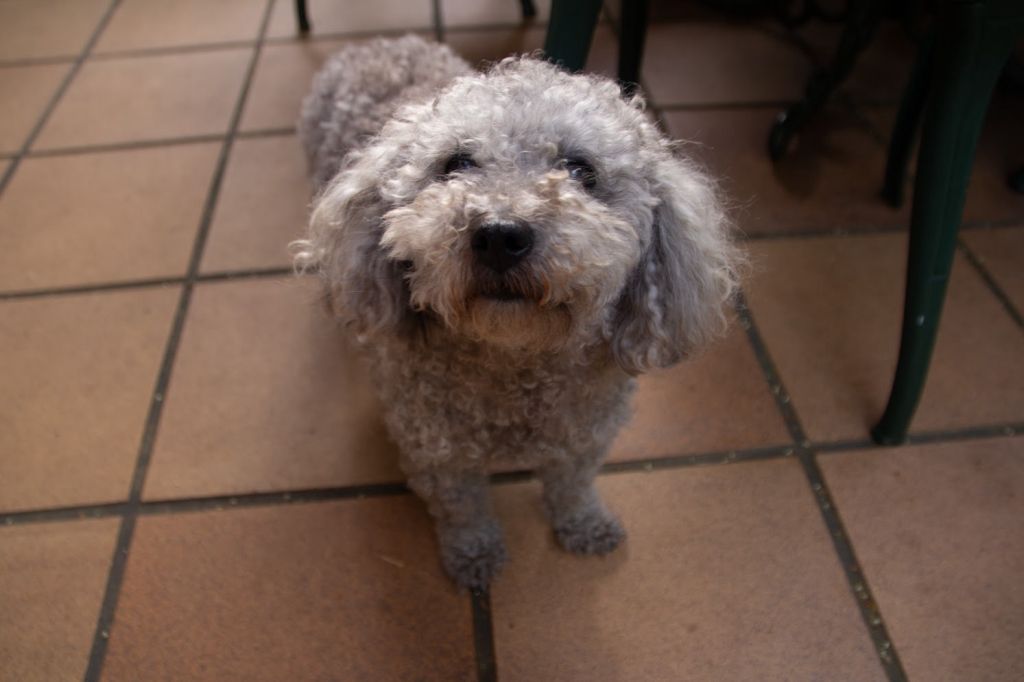 Lagun, perrito rizado gris y blanco, mirando a cámara