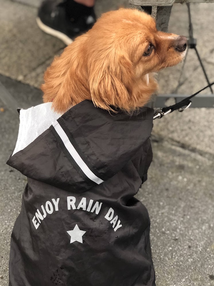 Perrete con chubasquero negro que dice ENJOY RAIN DAY