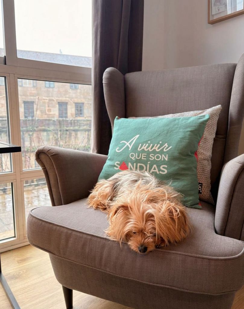 Pilita, la perrita del coworking, en el sillón del salón de Arroelo con el cojín «A vivir que son sandías»